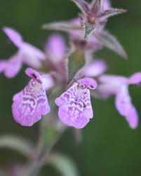 Attēlu rezultāti vaicājumam “Stachys palustris flower”