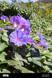 Attēlu rezultāti vaicājumam “Convolvulaceae”