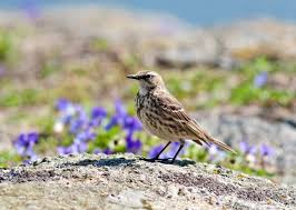Attēlu rezultāti vaicājumam “Anthus petrosus”