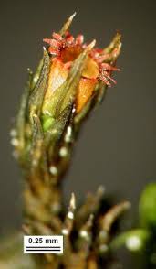 Attēlu rezultāti vaicājumam “Schistidium apocarpum”