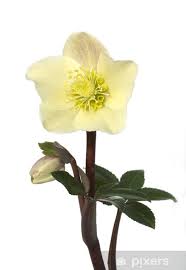 Image result for Christrose