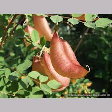 Image result for Colutea x media (arborescens x orientalis)