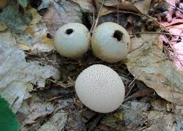 Attēlu rezultāti vaicājumam “Lycoperdon perlatum”