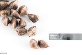 Attēlu rezultāti vaicājumam “Fagopyrum esculentum fruit”