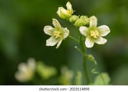 Attēlu rezultāti vaicājumam “Bryonia alba flower”