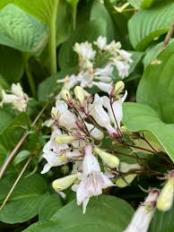 Attēlu rezultāti vaicājumam “Hosta sp. flower”