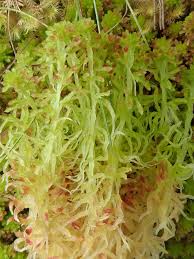 Attēlu rezultāti vaicājumam “Sphagnum quinquefarium”