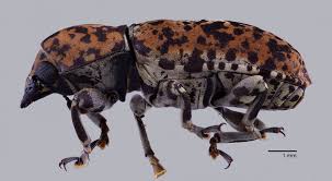 Attēlu rezultāti vaicājumam “Anthribidae”