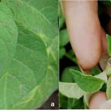 Attēlu rezultāti vaicājumam “Lygus pratensis imago”