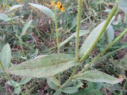 Attēlu rezultāti vaicājumam “Rudbeckia hirta var. hirta leaf”