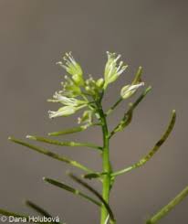 Attēlu rezultāti vaicājumam “Cardamine impatiens flower”