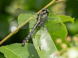 Attēlu rezultāti vaicājumam “Gomphus vulgatissimus”