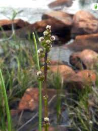 Attēlu rezultāti vaicājumam “Triglochin palustre flower”