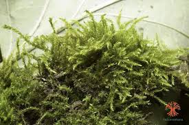 Attēlu rezultāti vaicājumam “Amblystegium serpens macro”