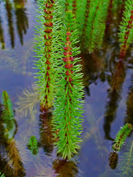 Attēlu rezultāti vaicājumam “Hippuridaceae”