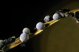 Attēlu rezultāti vaicājumam “Badhamia foliicola macro”