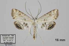 Attēlu rezultāti vaicājumam “Cataclysta lemnata”