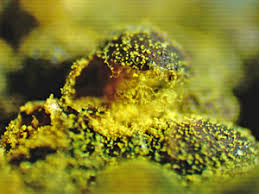 Attēlu rezultāti vaicājumam “Perichaena corticalis sessile”