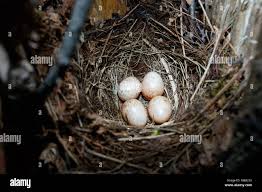 Attēlu rezultāti vaicājumam “Erithacus rubecula nest”