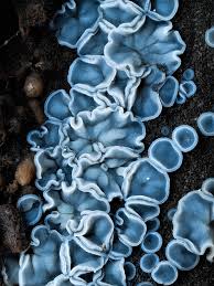 Attēlu rezultāti vaicājumam “Hemitrichia decipiens stalked”