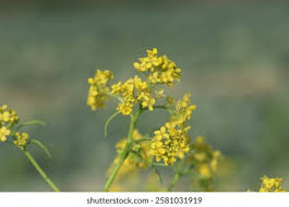 Attēlu rezultāti vaicājumam “Bunias orientalis flower”