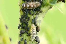 Attēlu rezultāti vaicājumam “Syrphus sp. larva”