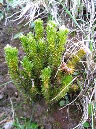 Attēlu rezultāti vaicājumam “Lycopodiaceae”