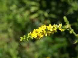 Attēlu rezultāti vaicājumam “Agrimonia pilosa flower”