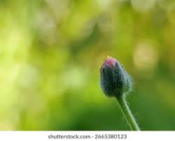 Attēlu rezultāti vaicājumam “Bellis perennis bud”