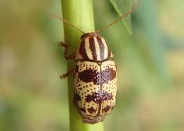 Attēlu rezultāti vaicājumam “Galerucella nymphaeae pupa”