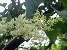 Attēlu rezultāti vaicājumam “Syringa reticulata subsp. amurensis flower”