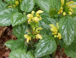 Attēlu rezultāti vaicājumam “Lamiastrum galeobdolon”