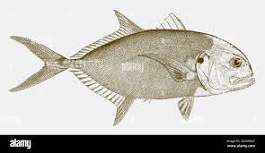 Image result for Caranx hippos