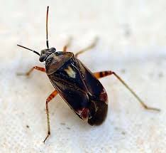 Attēlu rezultāti vaicājumam “Miridae”