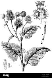 Attēlu rezultāti vaicājumam “Arctium lappa fruit”