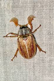 Attēlu rezultāti vaicājumam “Cribraria martinii macro”