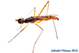 Attēlu rezultāti vaicājumam “Micropezidae”