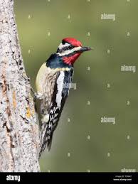 Image result for Sphyrapicus varius