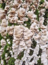 Attēlu rezultāti vaicājumam “Physisporinus vitreus”