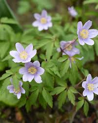 Attēlu rezultāti vaicājumam “Anemone nemorosa flower”