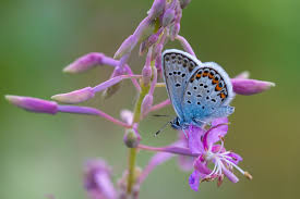 Attēlu rezultāti vaicājumam “Plebejus idas”