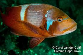 Image result for Chrysoblephus laticeps