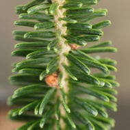 Attēlu rezultāti vaicājumam “Abies mariesii”