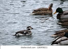 Attēlu rezultāti vaicājumam “Anas platyrhynchos juvenile”