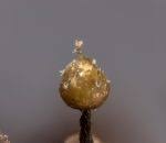 Attēlu rezultāti vaicājumam “Licea chelonoides”