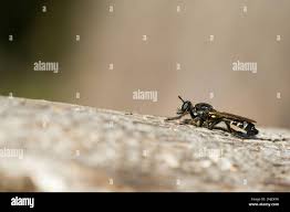 Attēlu rezultāti vaicājumam “Choerades sp.”