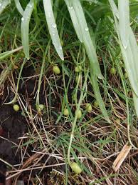 Attēlu rezultāti vaicājumam “Galanthus nivalis bud”