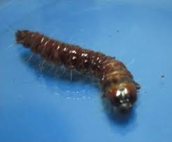 Attēlu rezultāti vaicājumam “Cossus cossus larva”