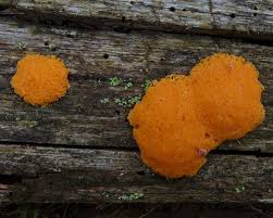 Attēlu rezultāti vaicājumam “Tubifera ferruginosa (subsp. ferruginosa)”