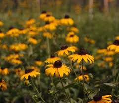 Image result for Rudbeckia fulgida